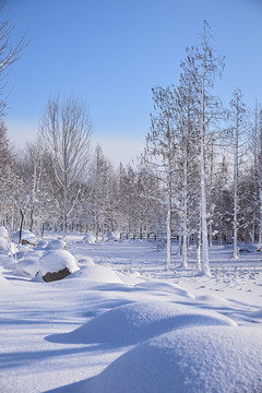 雪景