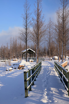 雪景