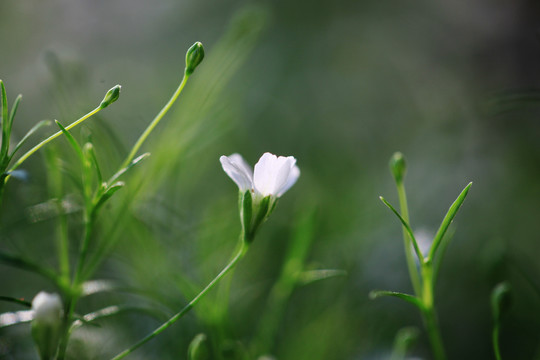 鲜花满天星