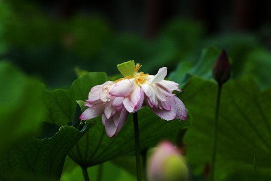 荷花