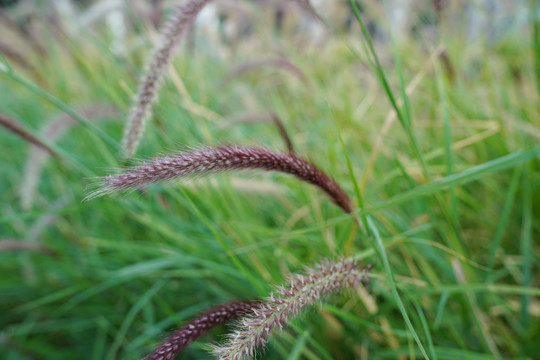 狗尾草