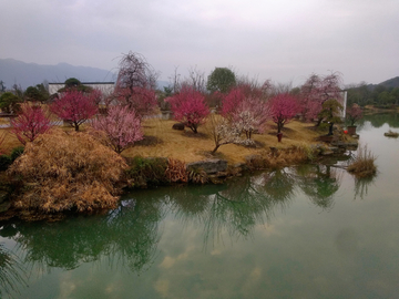 梅花盛开的湖畔