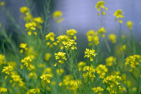 油菜花