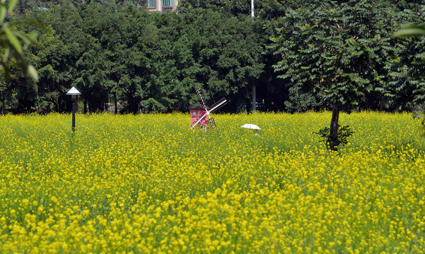 油菜花