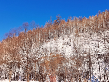 雪山上的树木