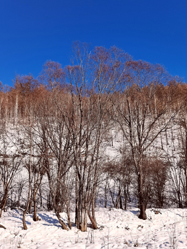 雪山上的树木
