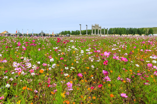 格桑花