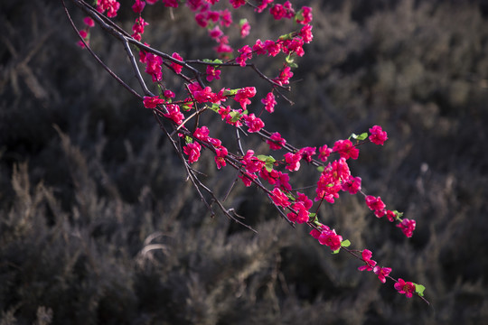 桃花