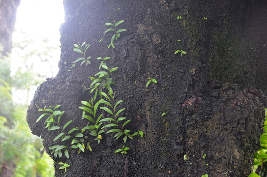 附生蕨类植物