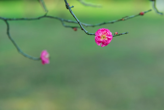 武汉东湖梅园的梅花
