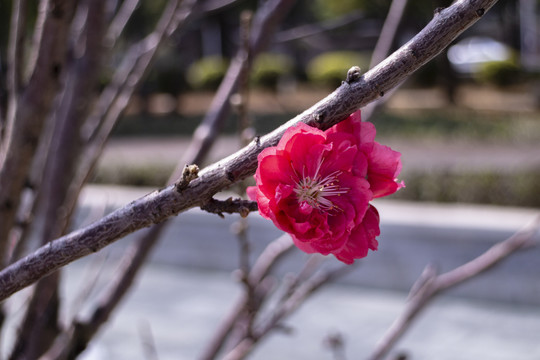 桃花