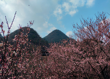 贵州醇景区的春天