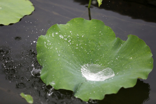 荷叶上的水