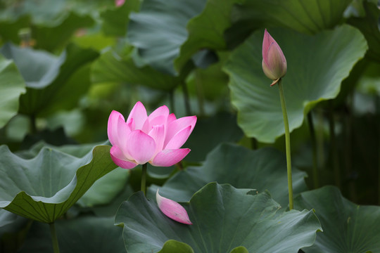 荷花蜜蜂