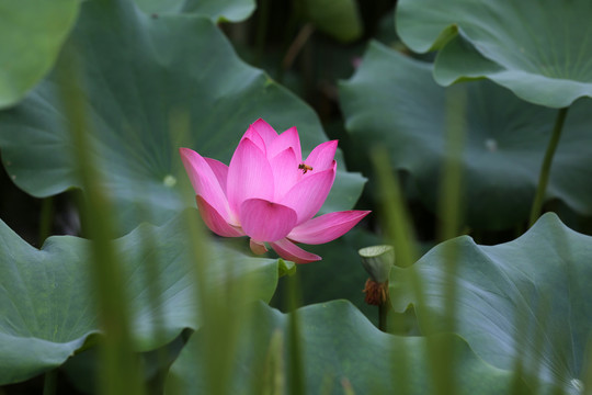 荷花蜜蜂