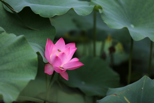 荷花蜜蜂