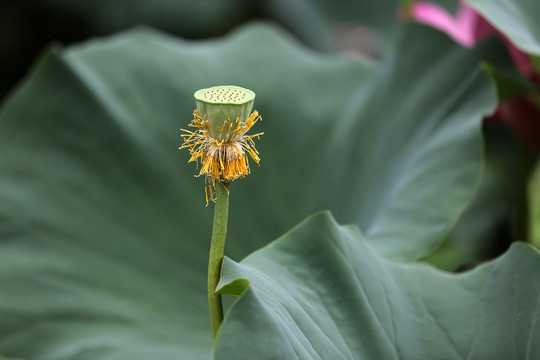 荷花蜜蜂