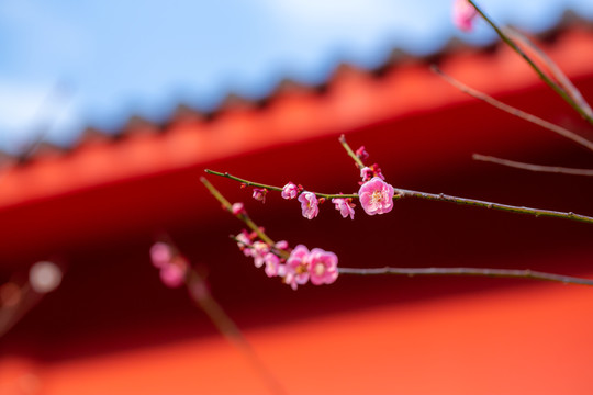 深宫里的梅花