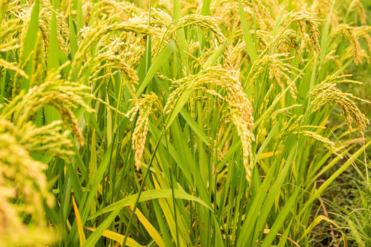 晚季水稻