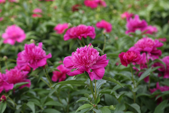 菏澤曹州牡丹園