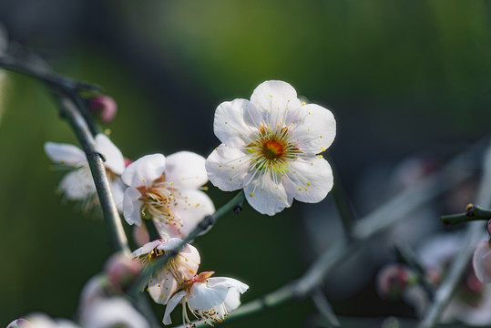 梅花