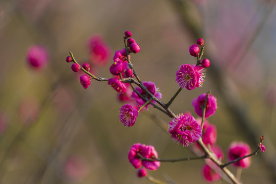 梅花