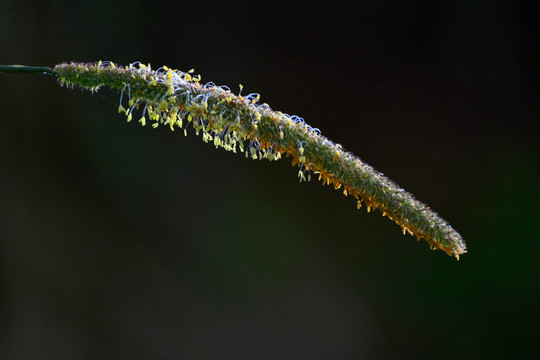 野草