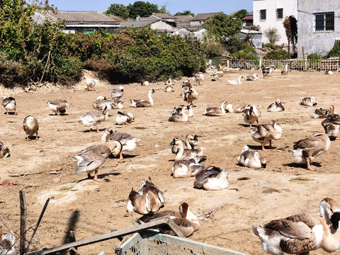 狮头鹅场