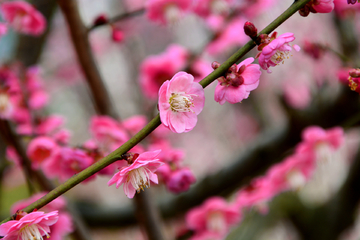 梅花