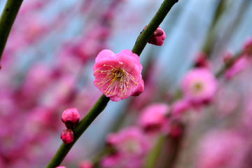 梅花