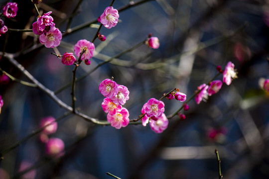 梅花