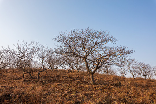 桐油树