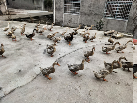 鸭子养殖