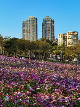 格桑花海