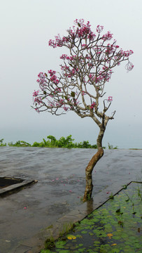 巴厘岛鸡蛋花树