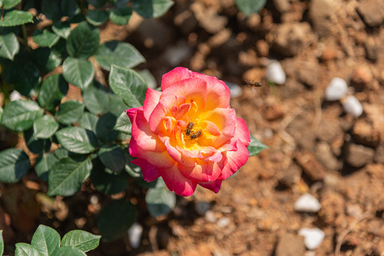 巨型月季花引蜂采