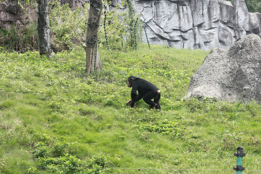 草地上的黑猩猩