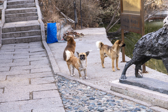 中华田园犬