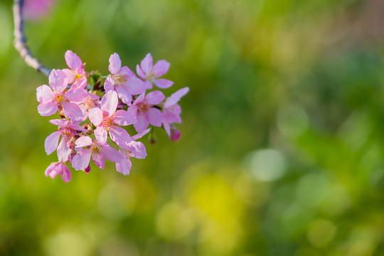 一簇樱花