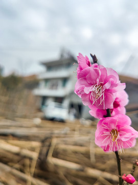 粉色梅花