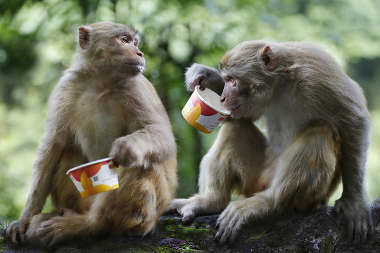 猴子吃快餐