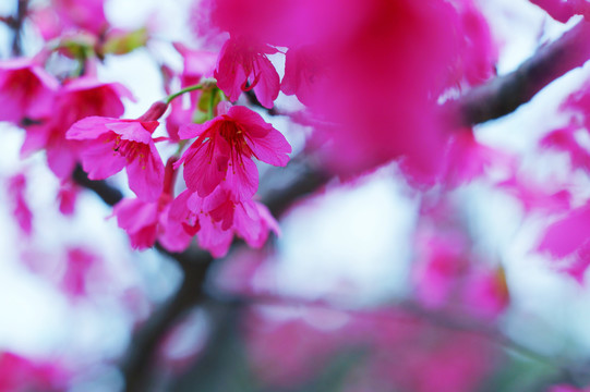 樱花烂漫