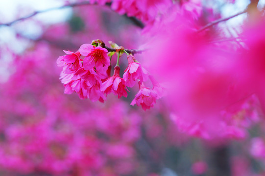 樱花烂漫