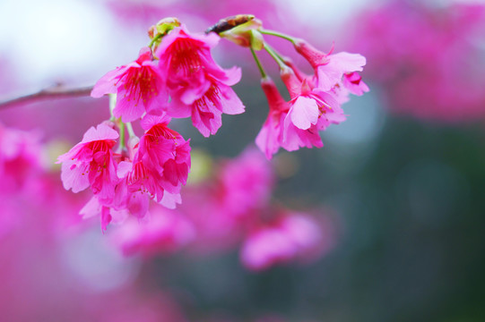 樱花烂漫