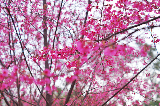 樱花背景