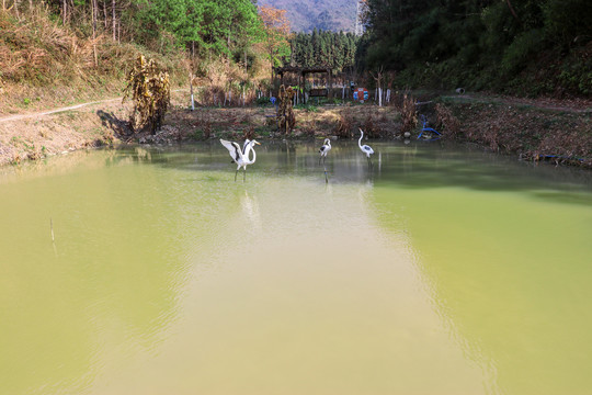 水中白鹭