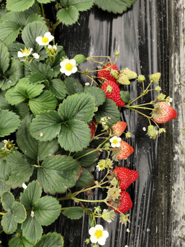 草莓种植特写