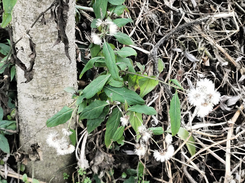 绿植与毛绒绒的花