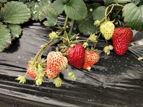 草莓成熟过程图片