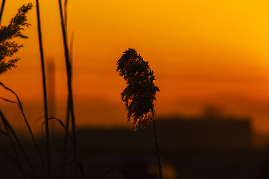 夕阳下的卢苇草